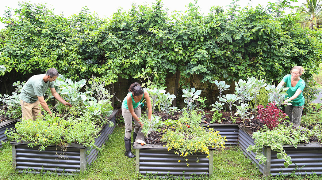 How to create a veggie patch in the city