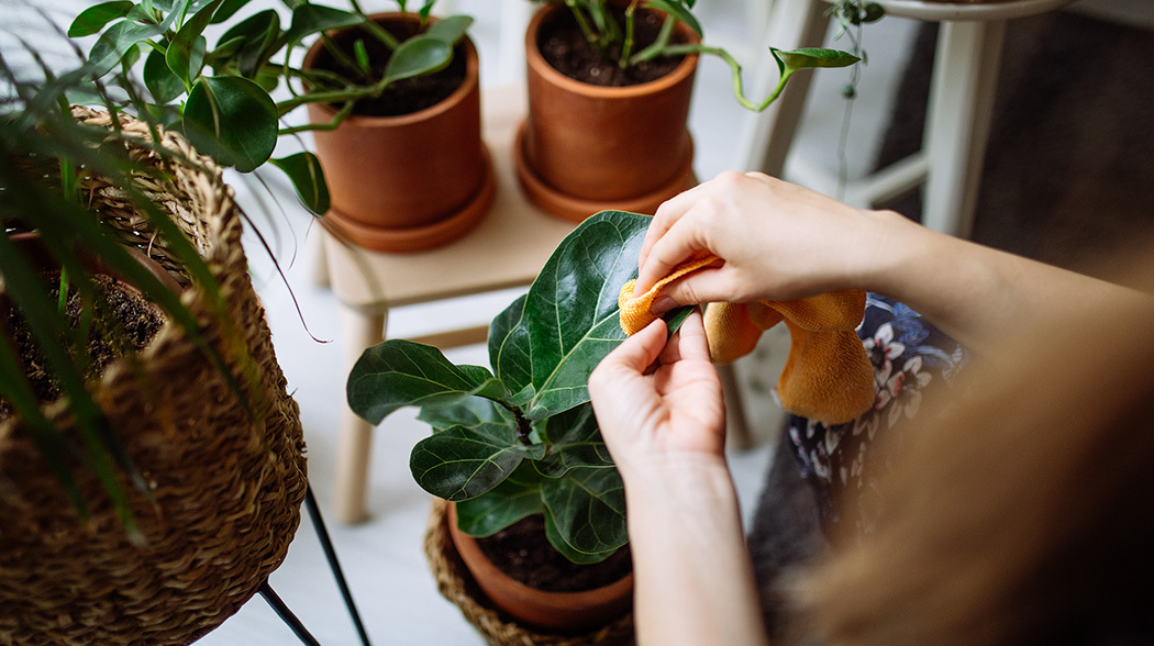 Bringing the outdoors in can improve your health